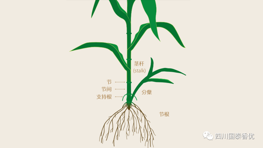 微信图片_20210629151421.png