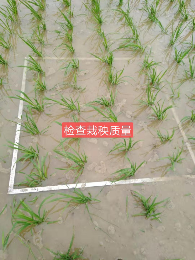 各制种基地圆满完成秧苗栽插任务