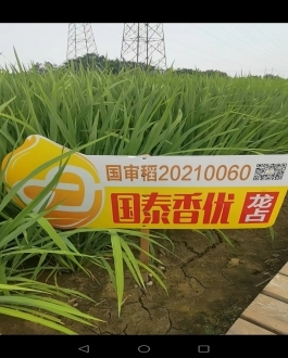 国泰香优龙占