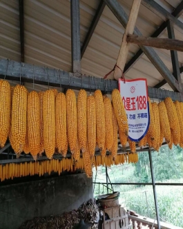 众星玉188