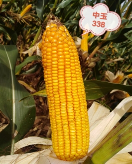 中玉338